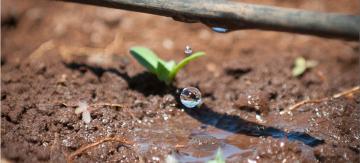 Micro / Drip Irrigation